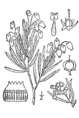 Andromeda,
bog rosemary Andromeda,
bog rosemary