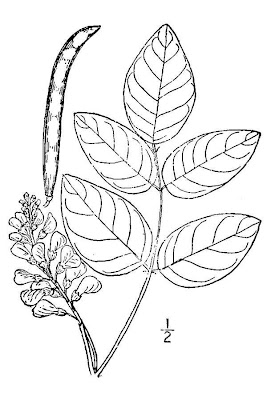 Apio tuberoso Apio tuberoso