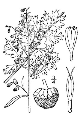 Echter Wermut
