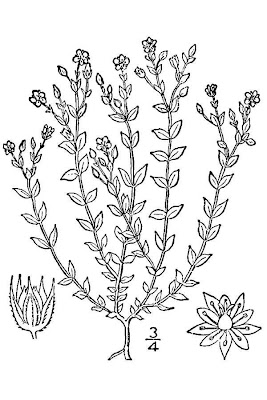 Arenaria serpillifolia Arenaria serpillifolia