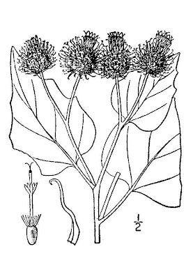 Hairy Burdock