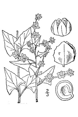 Atriplex prostrata