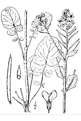 Erva-de-Santa-B�rbara