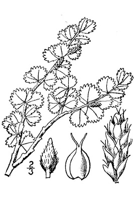 Dwarf birch Dwarf birch