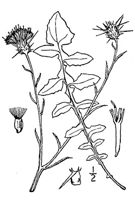 St. Barnaby's thistle