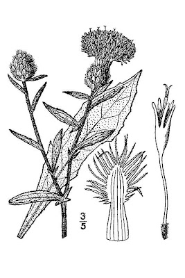 Lesser knapweed Lesser knapweed