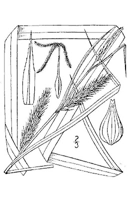 Carex acutiformis Ehrh.