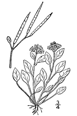 Alpine bittercress Alpine bittercress