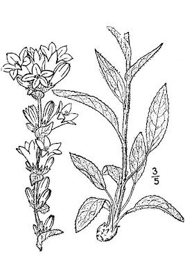Campanula agglomerata Campanula agglomerata