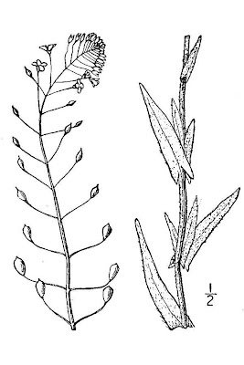 Camelina microcarpa,
cameline &agrave; petits fruits,
Dorella minore,
false flax,
Kleinfr&uuml;chtiger Leindotter,
Little Podded Falseflax,
little-pod false flax,
littlepod false flax,
littlepod falseflax,
littleseed falseflax,
sesamo bastardo