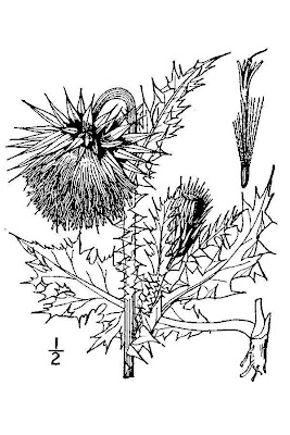 Carduus nutans L.
