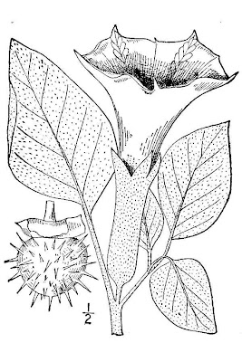 Sacred datura Sacred datura