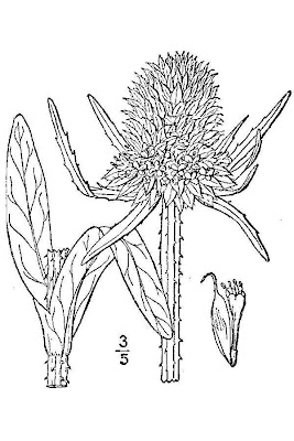 Fuller's teasel
