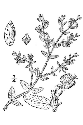Chamaesyce maculata (L.) Small