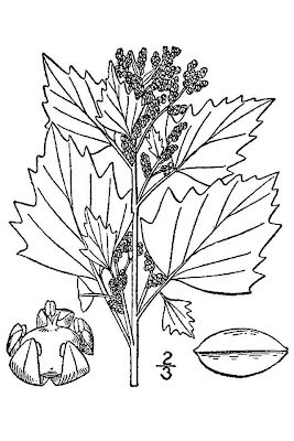 Nettle-leaf goosefoot