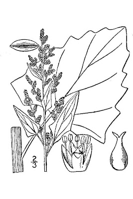 Chenopodium urbicum L.