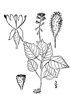 Erba-maga delle Alpi