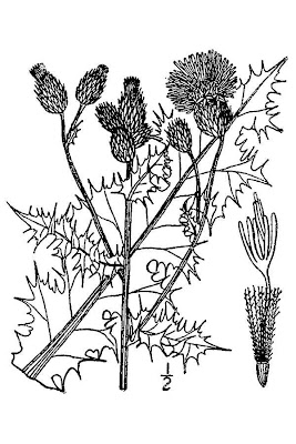 Acker-Distel