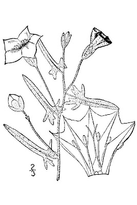 Corda-de-viola Corda-de-viola