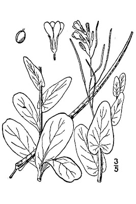 Conringia orientale Conringia orientale