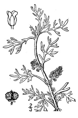 Creeping wartcress Creeping wartcress