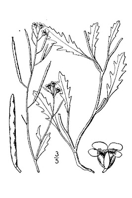Jaramago blanco