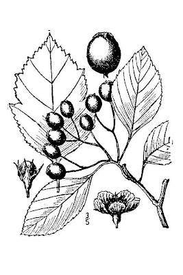 Cockspurthorn Cockspurthorn