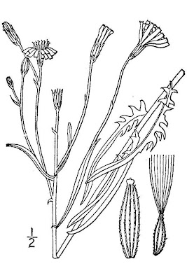 Narrow-leaf hawk's-beard