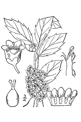 Cuscuta di Gronovius Cuscuta di Gronovius