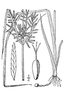 Juncia avellanada