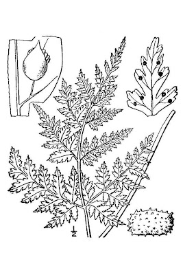 Cystopteris montana,
Felcetta montana,
Mountain Bladder Fern,
mountain bladderfern