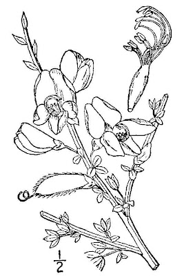Ginestra dei carbonai