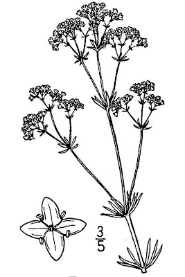 Glaucous Bedstraw Glaucous Bedstraw