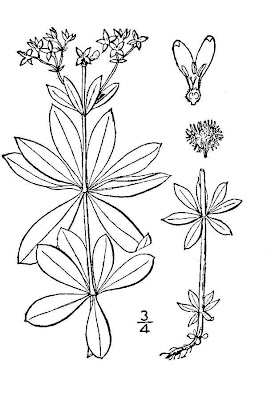 Woodruff Woodruff