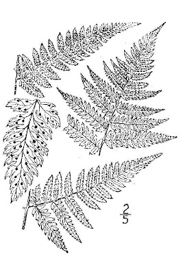 Dryopteris carthusiana (Vill.) H.P.Fuchs