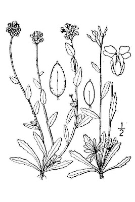 Draba incana,
Draba grigia,
Hoary Whitlowgrass,
twisted draba
