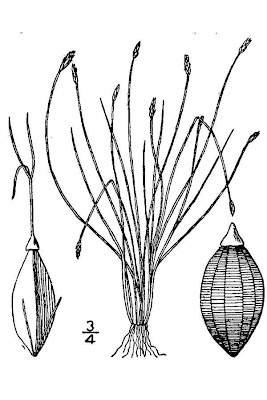 Eleocharis acicularis (L.) R. et S.