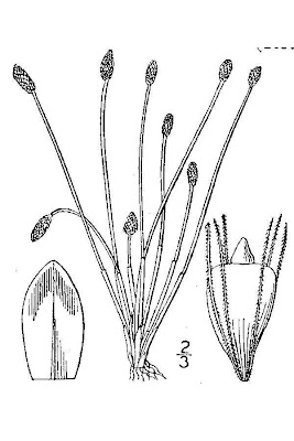 Eleocharis ovata (Roth) R. et S.