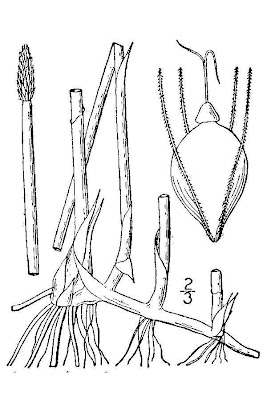 Eleocharis palustris (L.) R. et S.