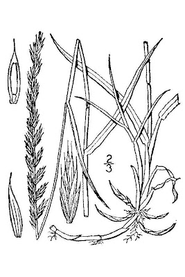 Caprinella Caprinella