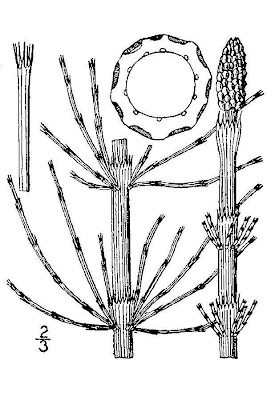 Equisetum fluviatile L.
