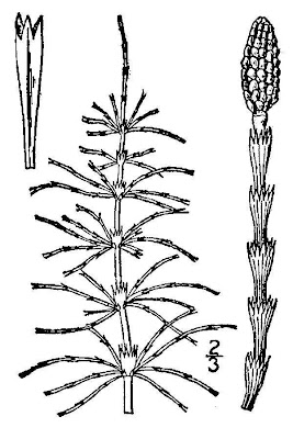 Equisetum pratense Ehrh.