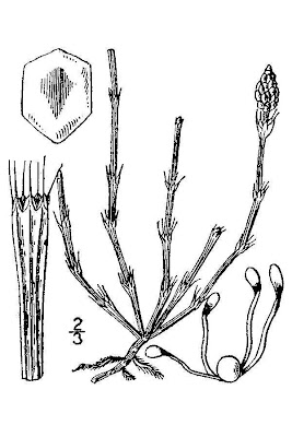 Equisetum variegatum Schleicher