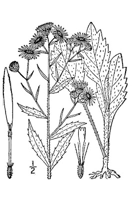 Eastern daisy fleabane