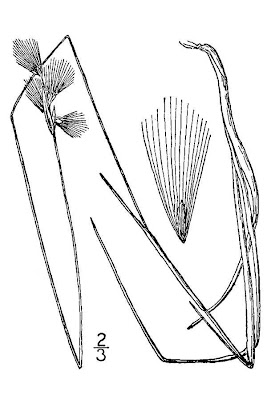 Eriophorum gracile Koch