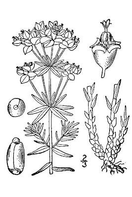Euforbia cipressina Euforbia cipressina