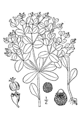 Euphorbia helioscopia L.