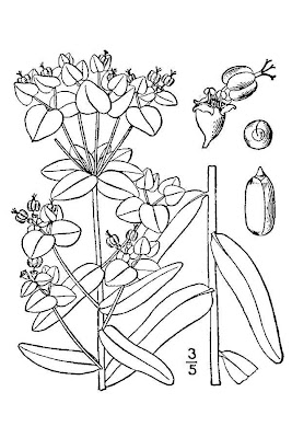 Euphorbia lucida W. et K.