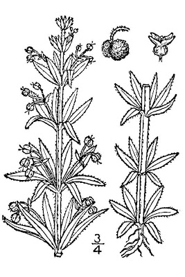 Caglio coriandolino Caglio coriandolino