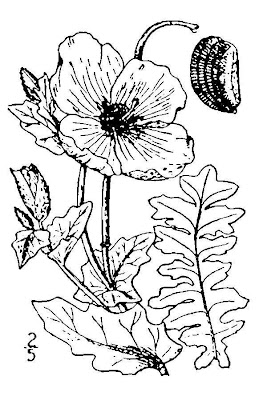 Horned-poppy Horned-poppy